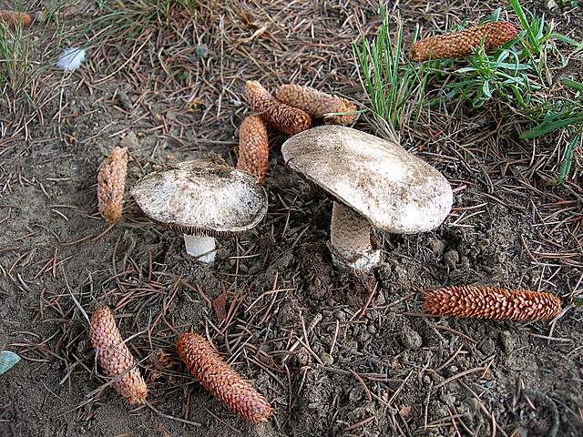 Agaricus pequinii    (Boud.)    Singer